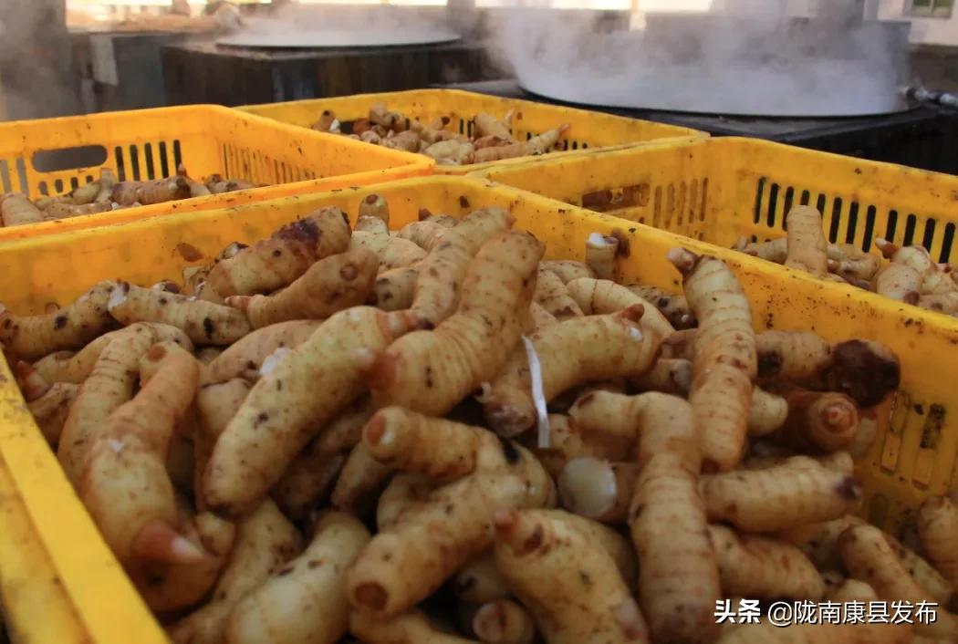 天麻种植产业园,发展天麻种植产业