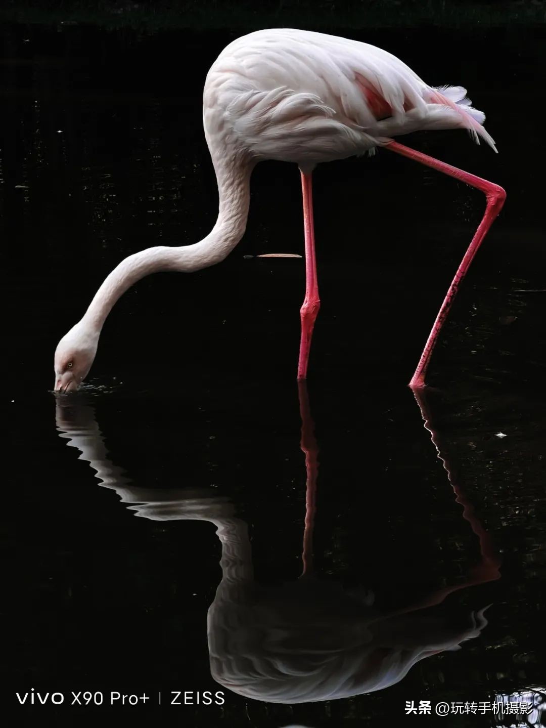 vivox90S长焦拍照效果,vivox90s长焦拍照