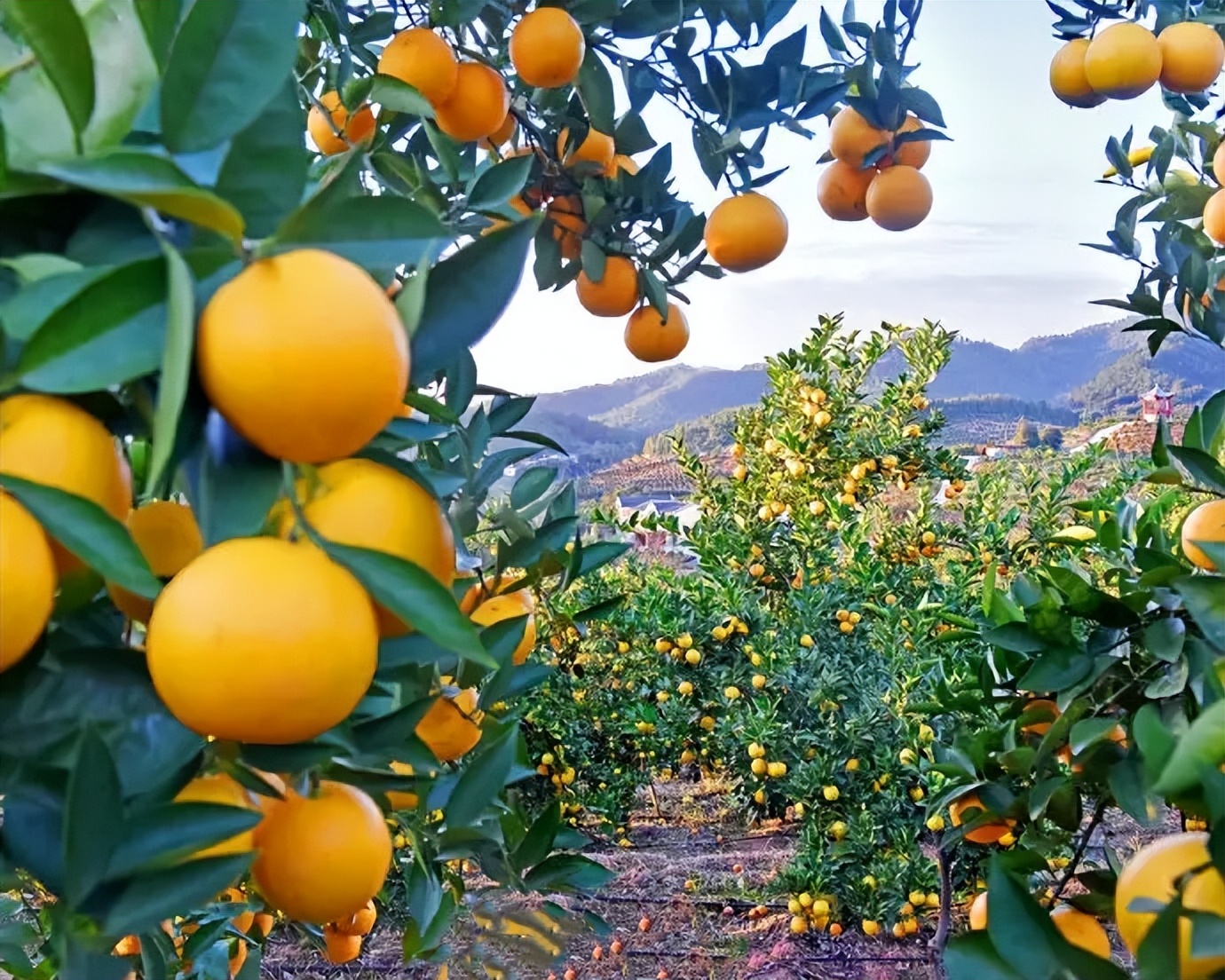 十二首立冬诗词领略冬日美好时光,立冬诗词经典短句唯美