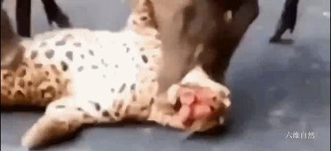 印度一头豹子被汽车碾压死亡,印度花豹被豪猪刺视频