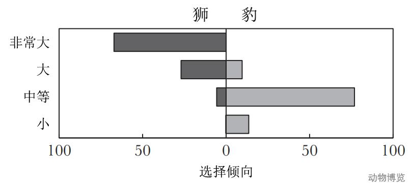 豹子丧命,豹子的悲惨下场视频