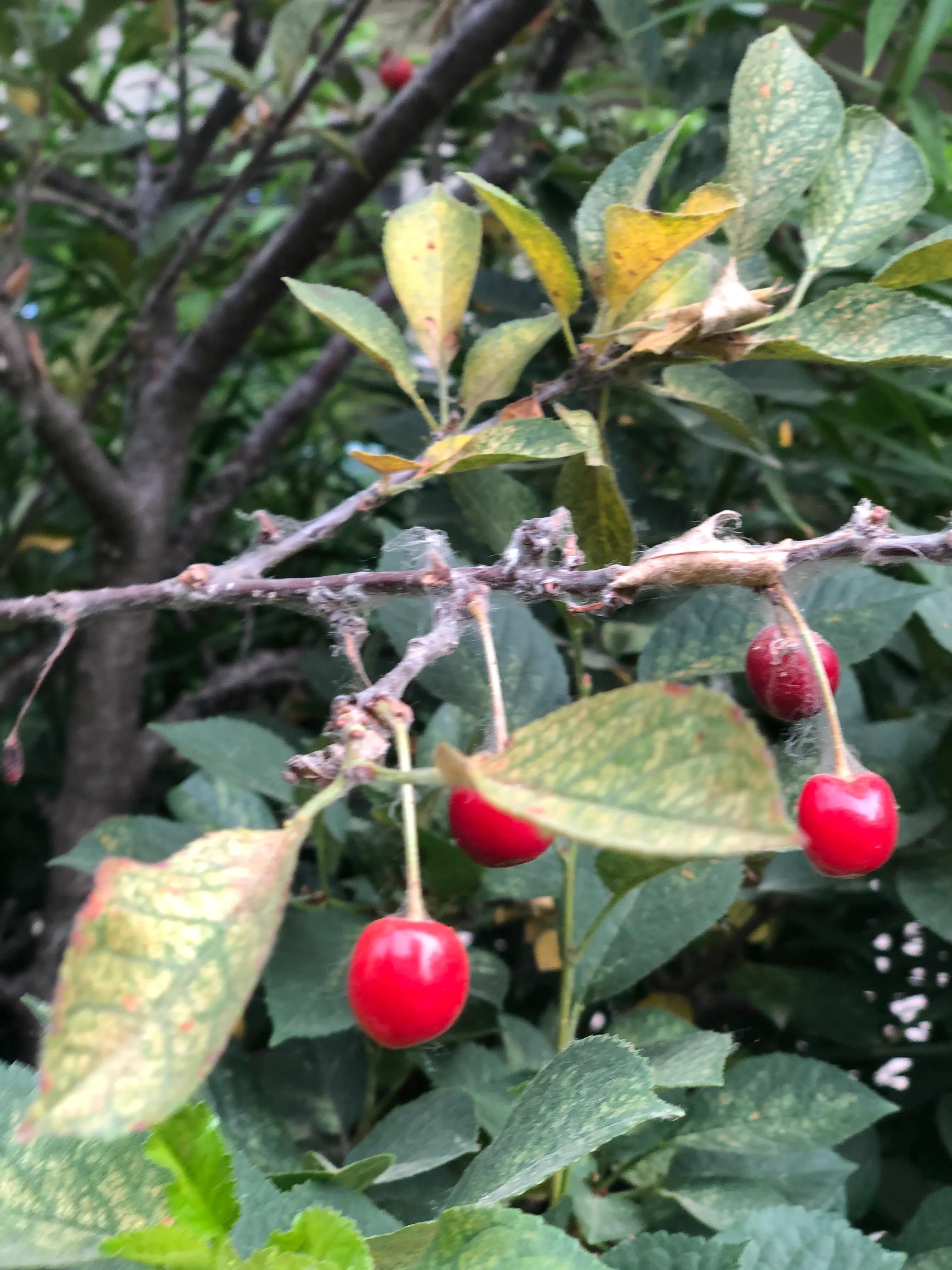 抗癌日记越战越勇,抗癌日记生活如此美妙