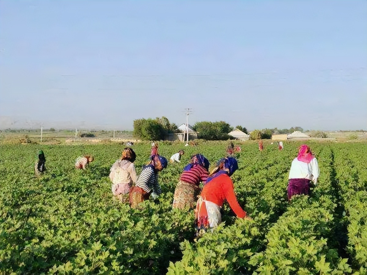 棉田记事：棉花不是花，但它比鲜花更美