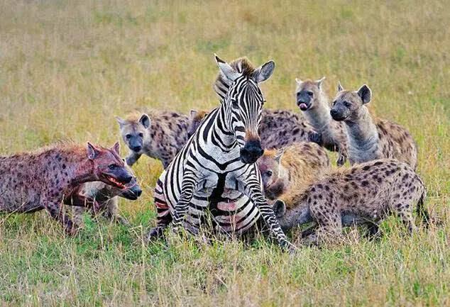 鬣狗雌雄异体,鬣狗为何不分雌雄