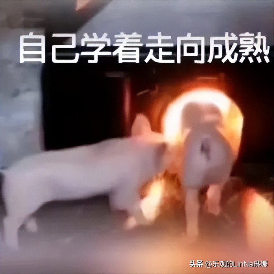 茶百道招牌logo图片,茶百道之前的logo