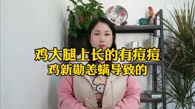 鸡大腿皮肤上疙疙瘩瘩的有痘痘,是鸡新勋恙螨导致的。赶紧...