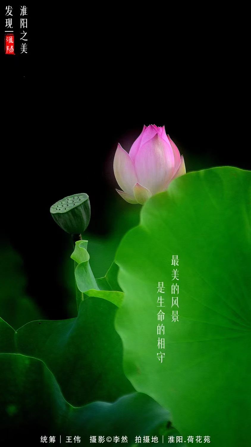 河南周口淮阳荷花节开幕会在哪里,周口淮阳荷花节开始了吗