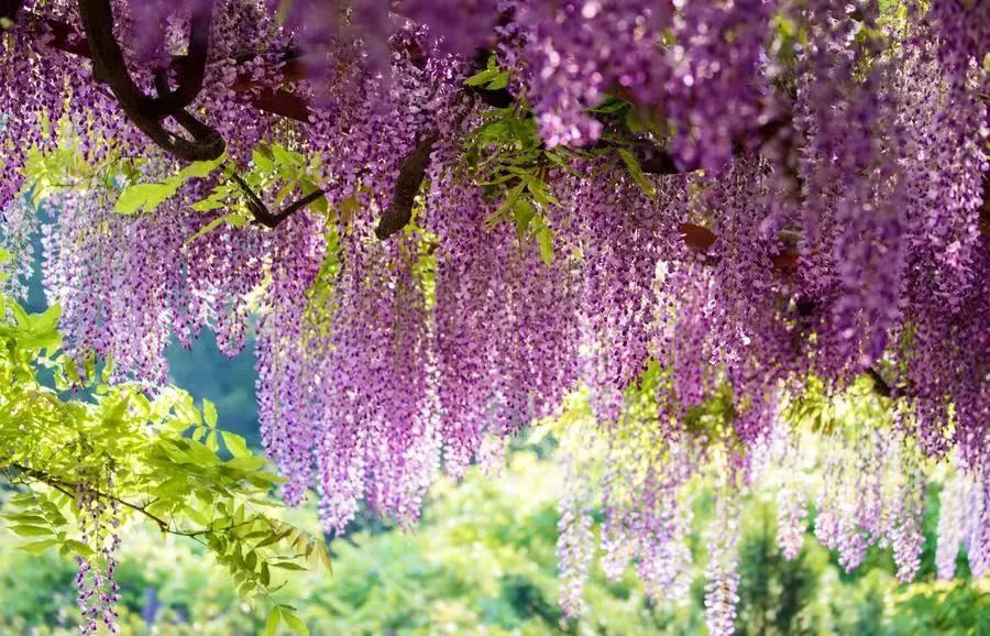 紫藤花，一锅炖不下的豆科，也有浪漫的一帘幽梦｜花名册No.00079