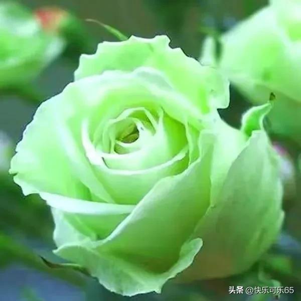 玫瑰花真的有那么多颜色吗,玫瑰花各种各样的颜色