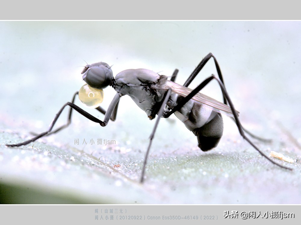 近距离拍摄昆虫小动物,常见昆虫微距摄影活动
