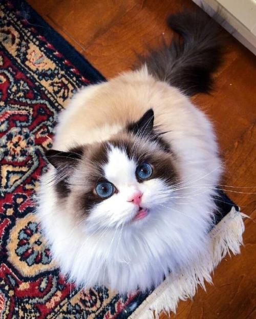 5种“香水猫”，身上自带体香，一只比一只香，多养几只香满屋