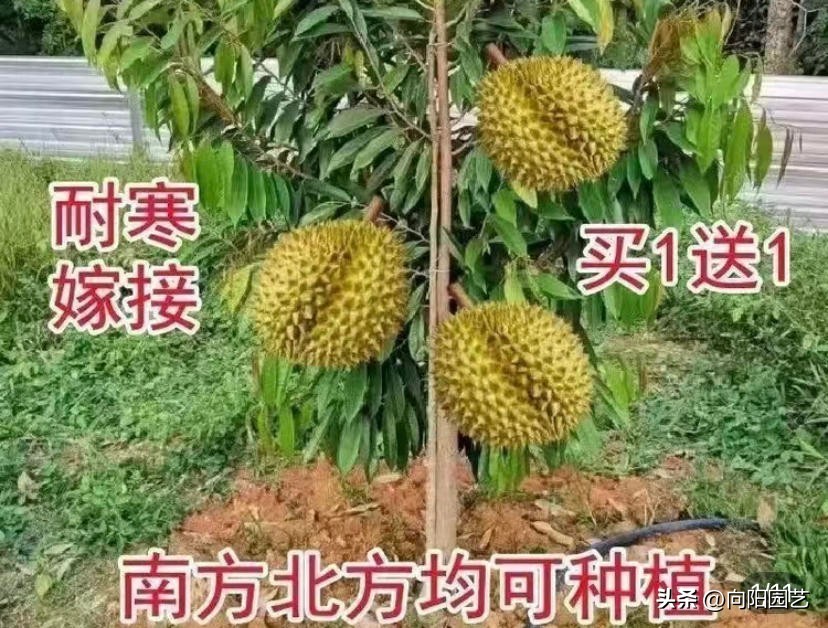 榴莲太贵自己种,网上买的榴莲怎么种
