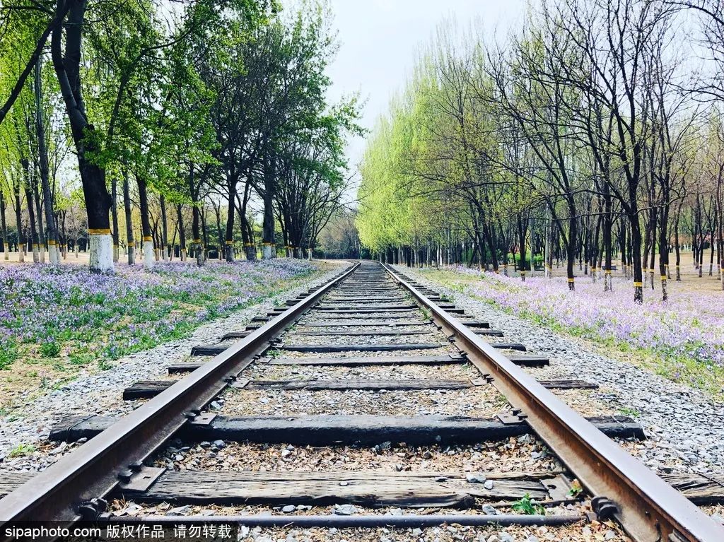 京城四月花事多,在二月兰花海中遇见小松鼠~