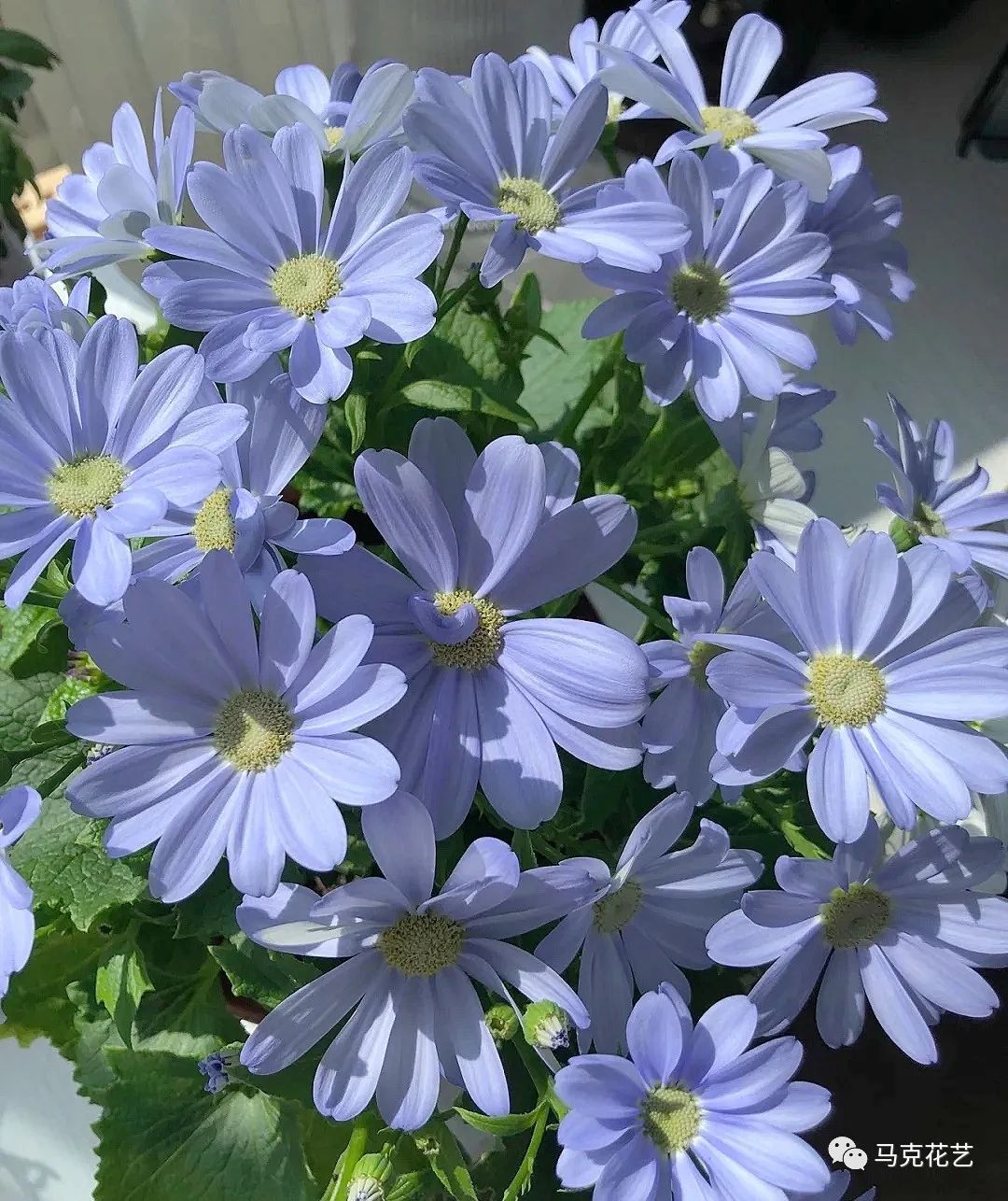 马克花艺｜送对花表对意，别让好心办坏事