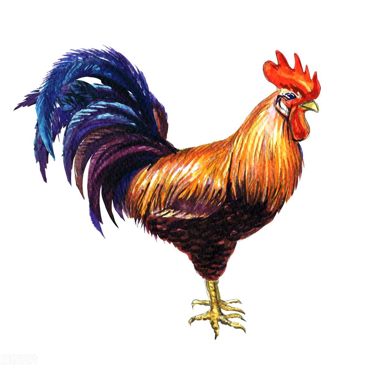 属鸡者命运如何?揭秘不幸岁月背后的坚毅之