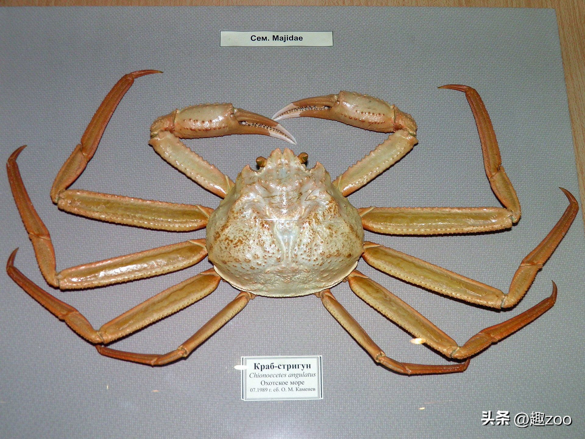 可以吃的螃蟹品种都有哪些,最常见的螃蟹品种大全图解