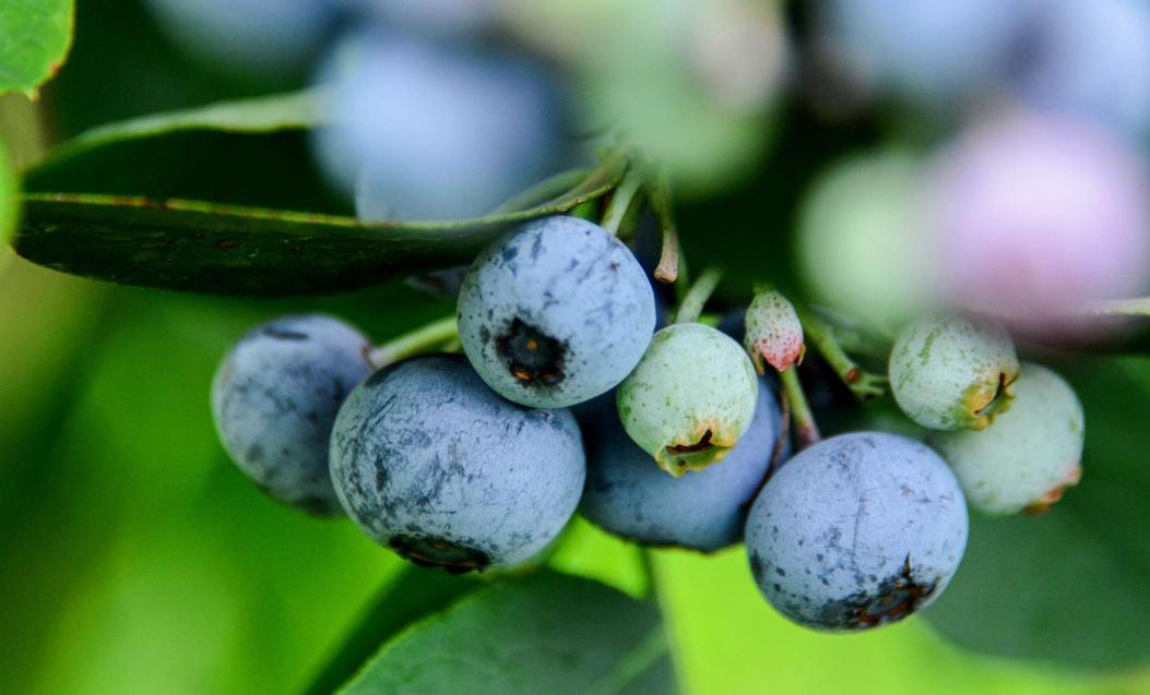 每天吃一个蓝莓会降体脂吗,每天一盒蓝莓可以变白吗