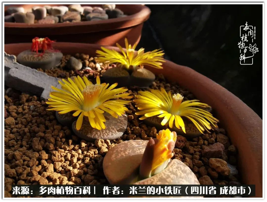 生石花好养吗怎么养护的,生石花的养殖方法和注意事项