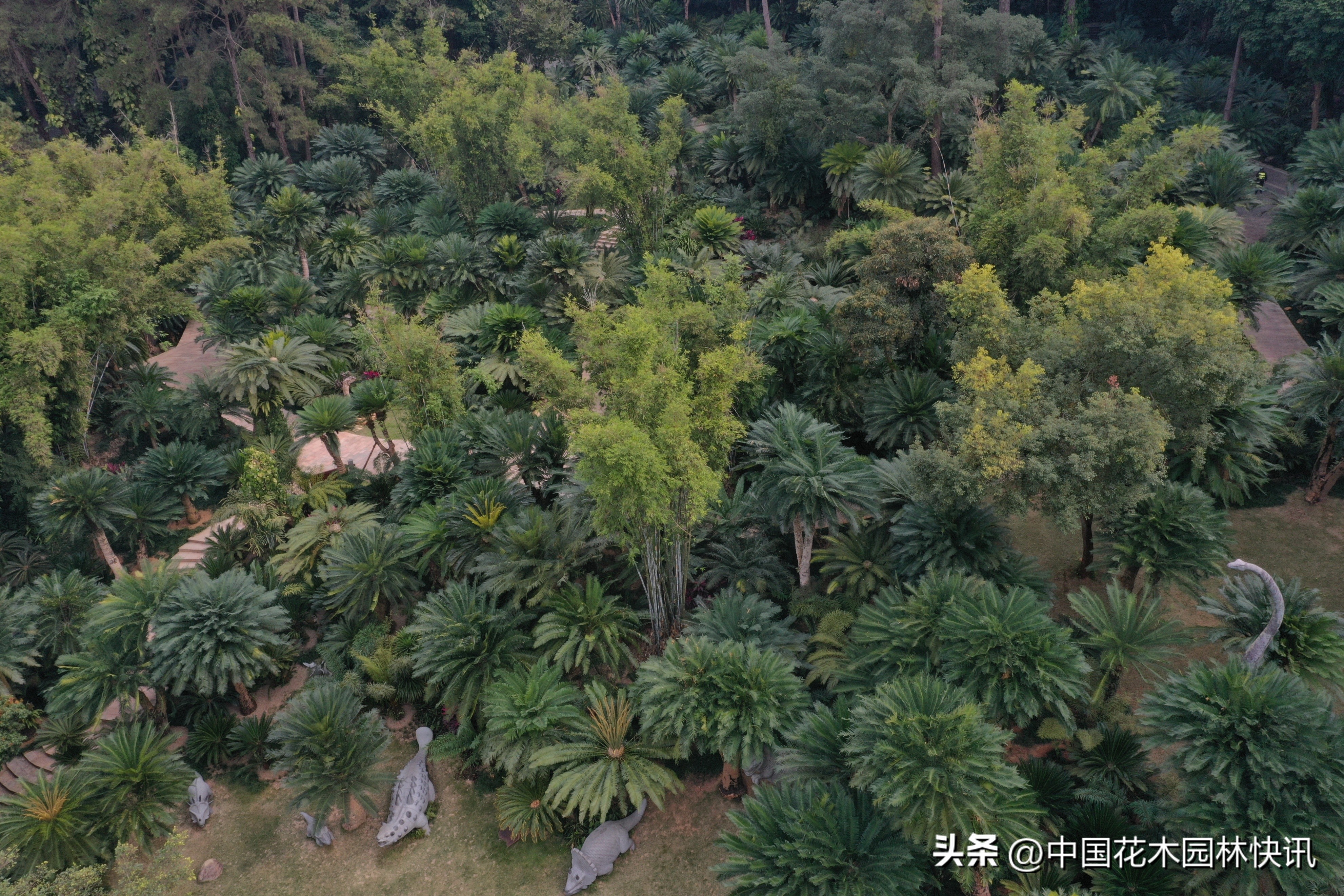 青秀山苏铁科普馆建成开放,南宁青秀山中国铁树简介