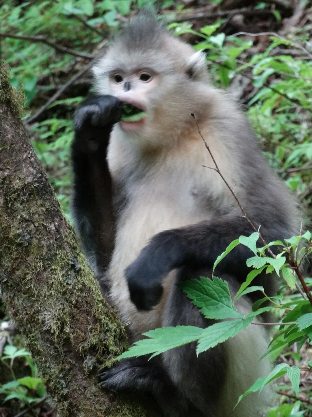 国字脸猴走红网络热榜,国字脸猴子走红网络