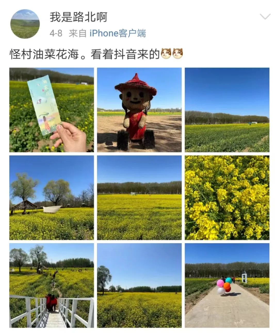 北京周边探秘京城最美油菜花海,北京油菜花必去的地方