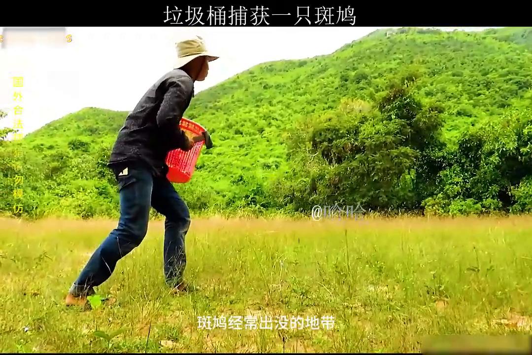 为什么垃圾桶就能捕获到天上飞的斑鸠？