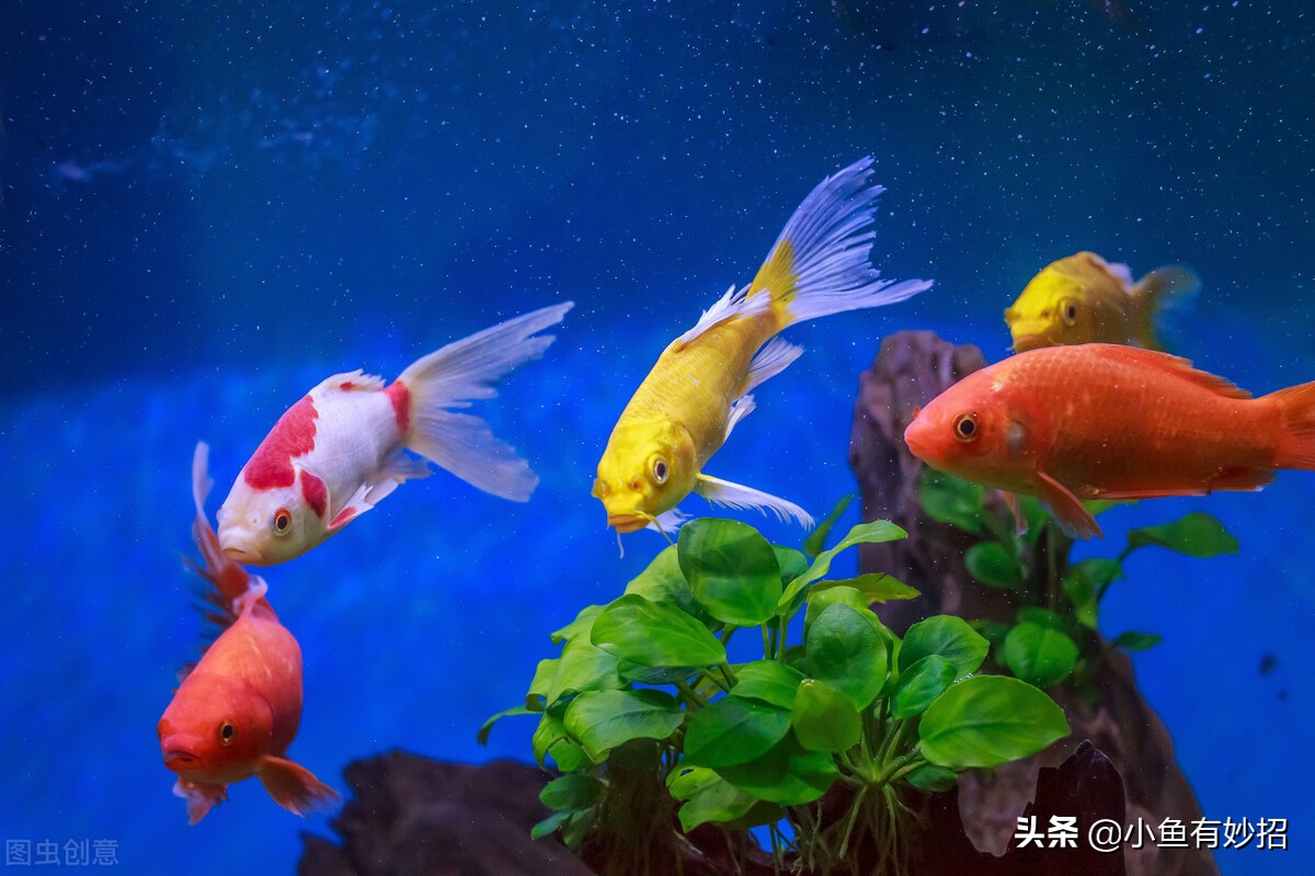 养金鱼的注意事项和饲养方法图片,虎头金鱼饲养要领