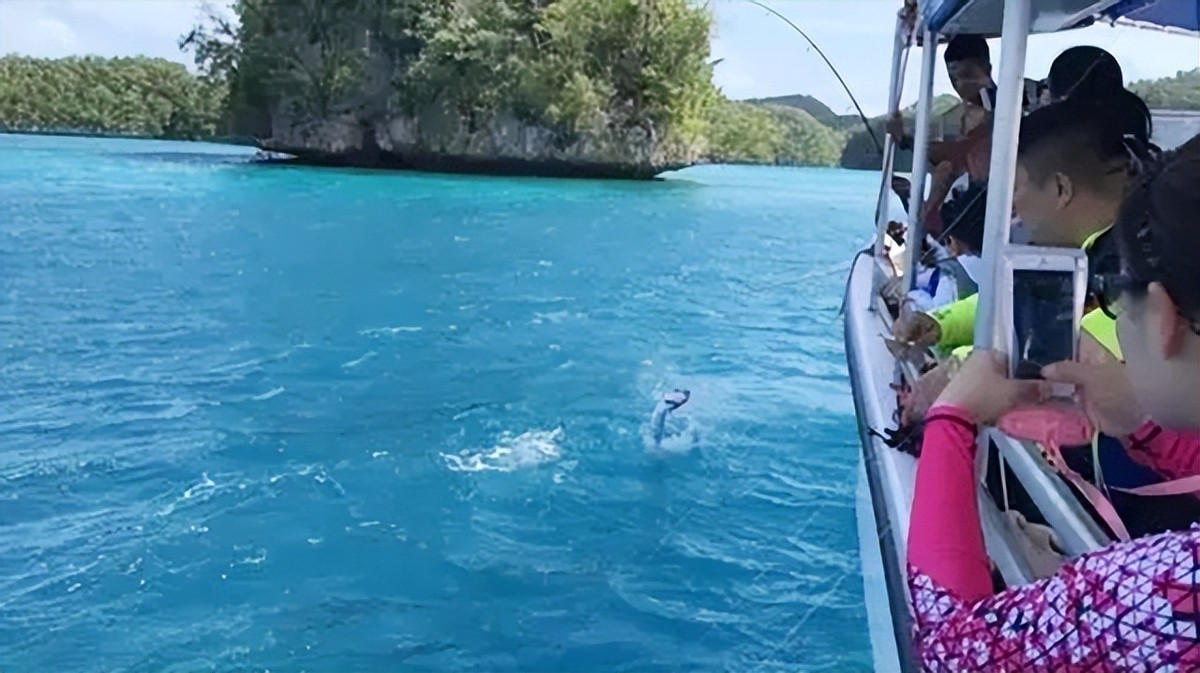 帕劳停飞中国航班,帕劳日本飞机