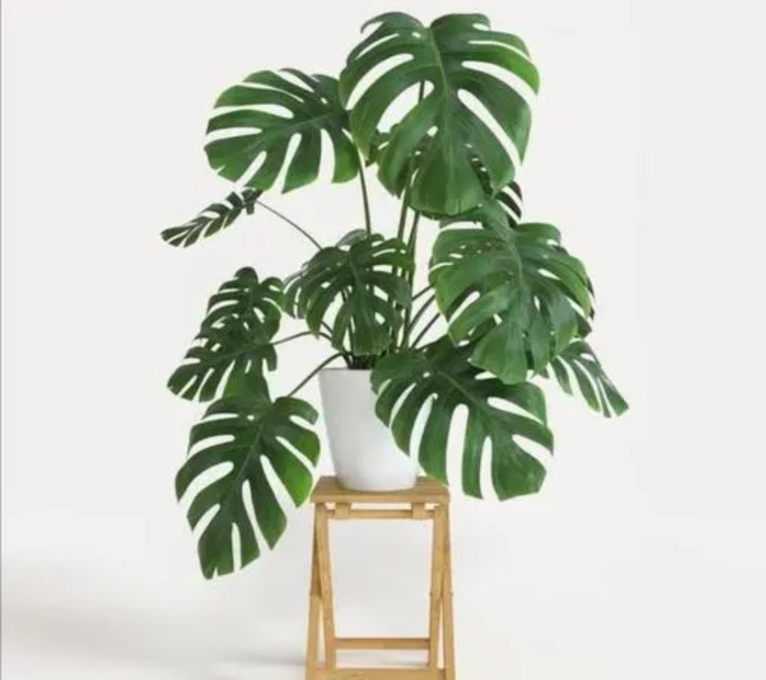 适合室内养的大叶子植物有哪些,四季常绿的室内植物好养