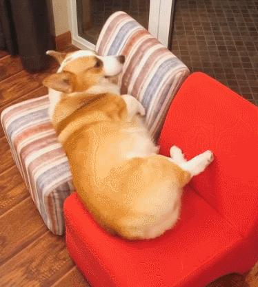 柯基犬为什么不建议养,为什么少人养狗