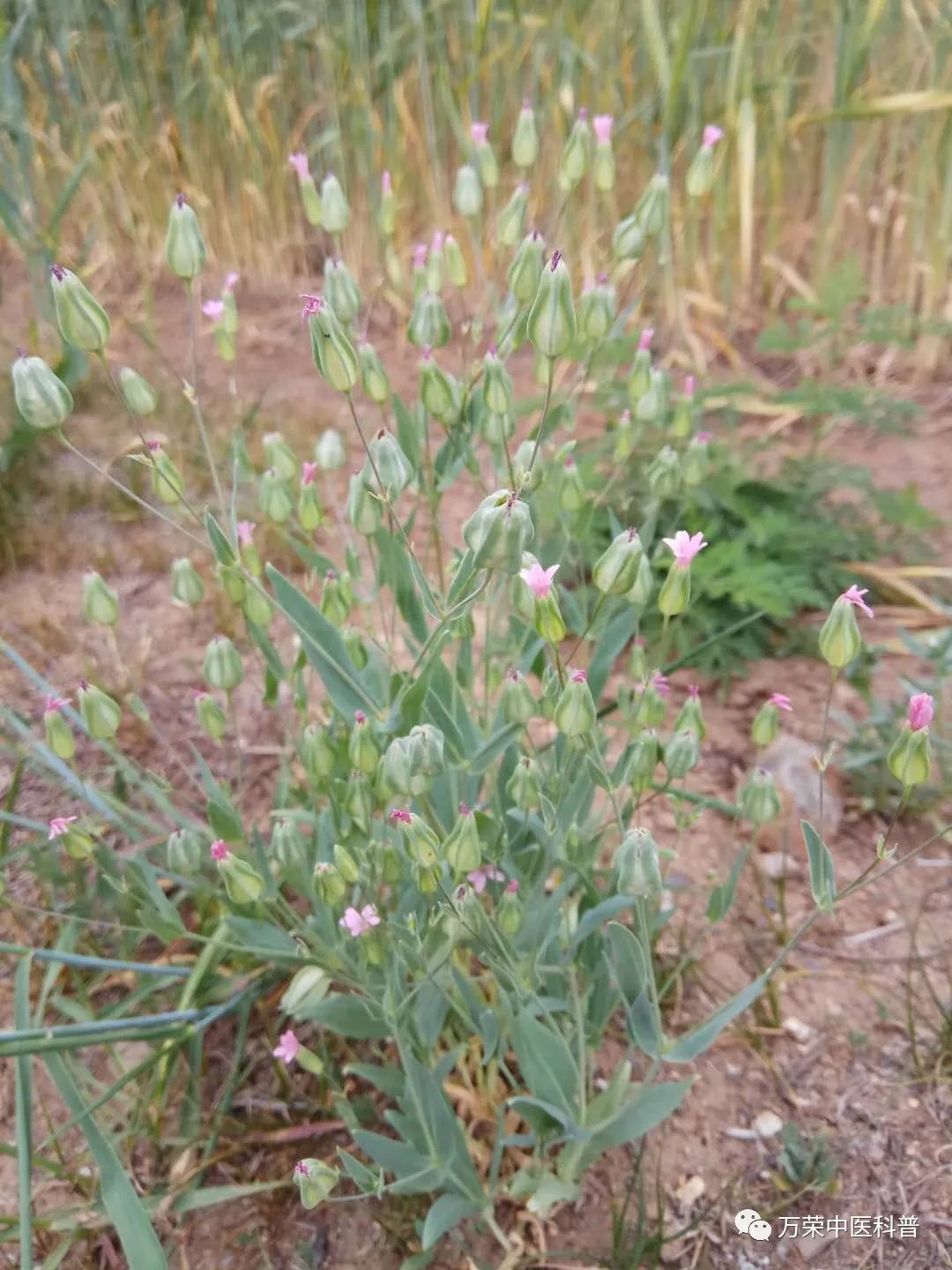 植物幼苗的发展过程详细,植物的幼苗在生长过程中