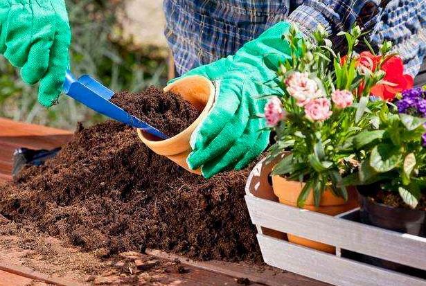 三角梅换盆浇水后隔几天再浇水,花卉换盆缓苗