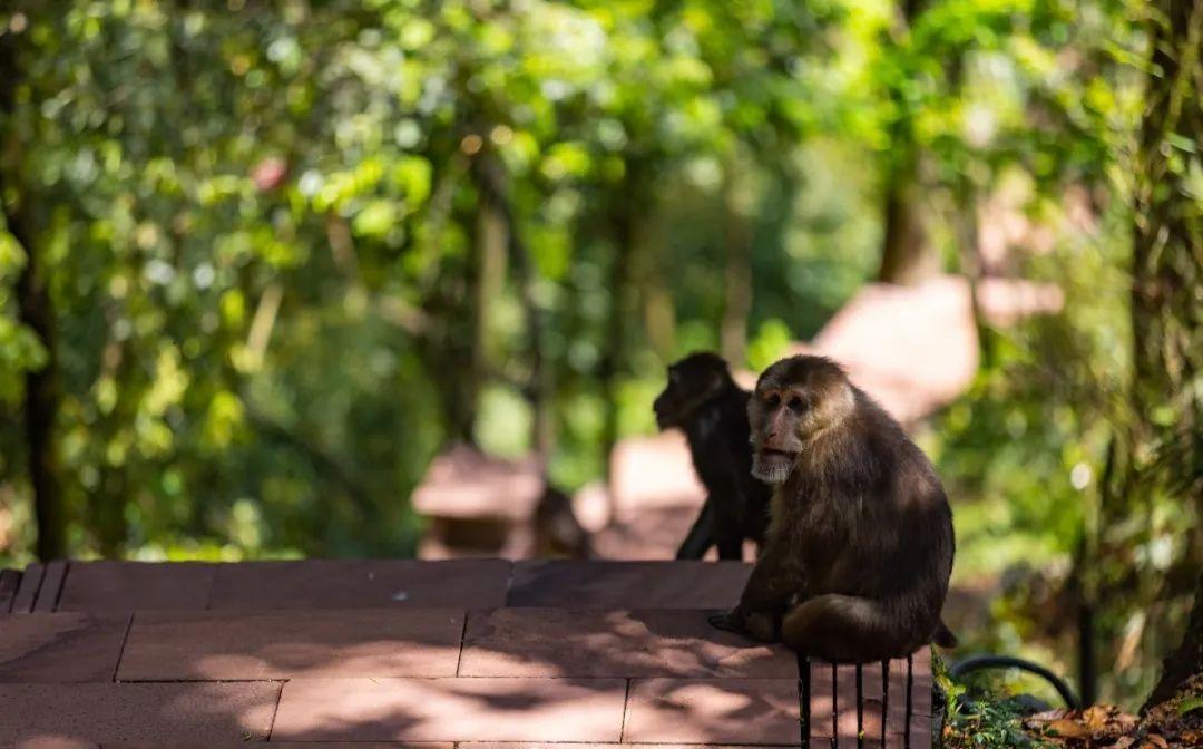 洪雅避暑胜地,洪雅最清凉的地方