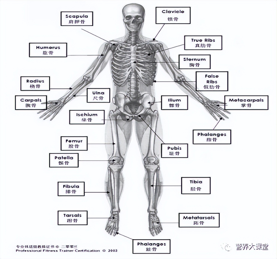 认识人体骨骼系统步骤与结论,带你了解骨骼健康