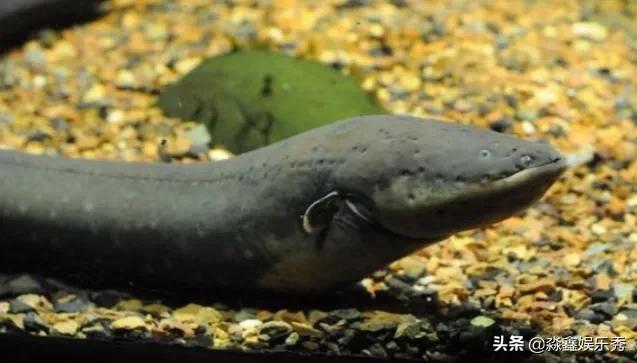 电鳗电死鳄鱼的视频,电鳗鱼电死鳄鱼视频