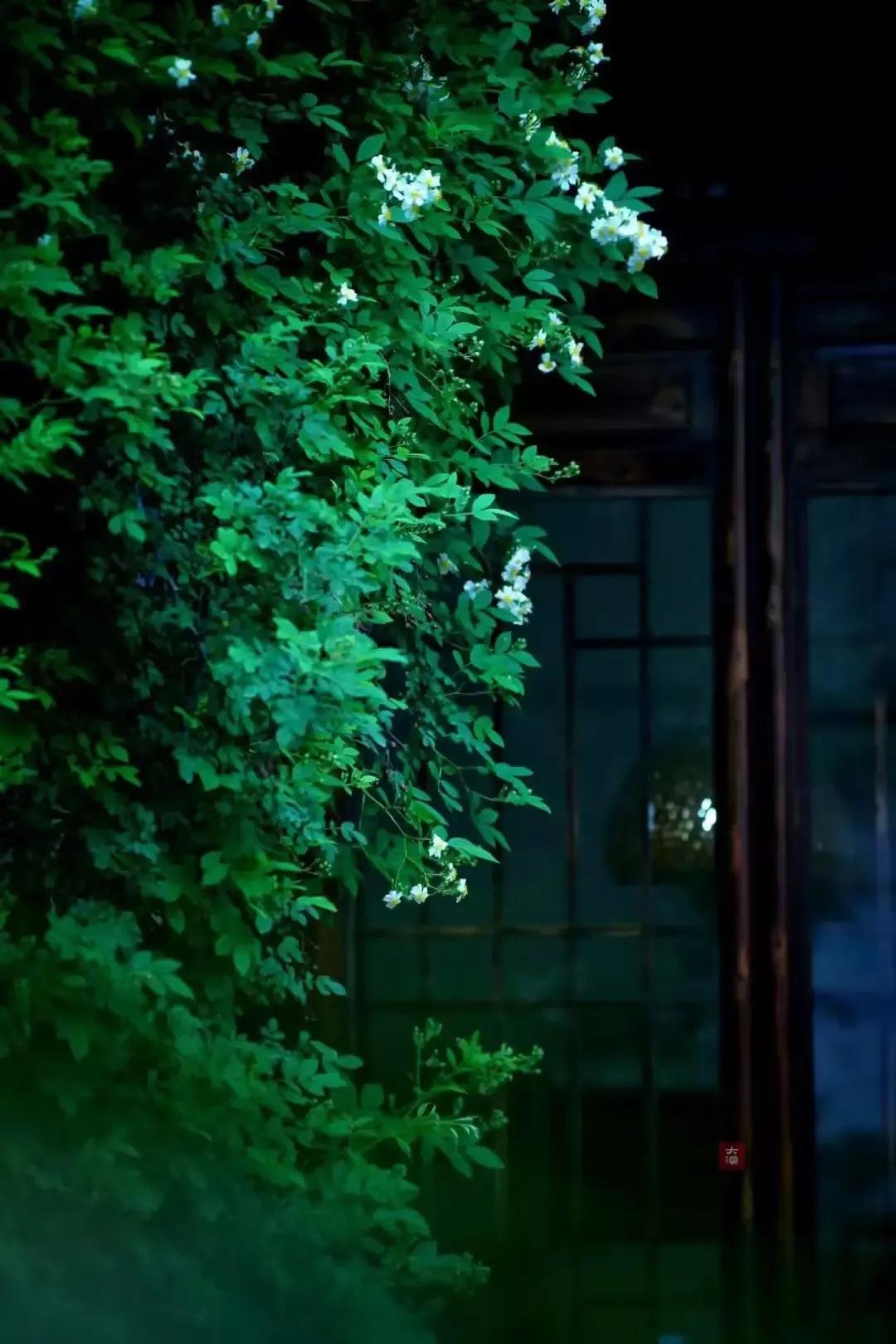 写一首蔷薇的诗,一首蔷薇诗