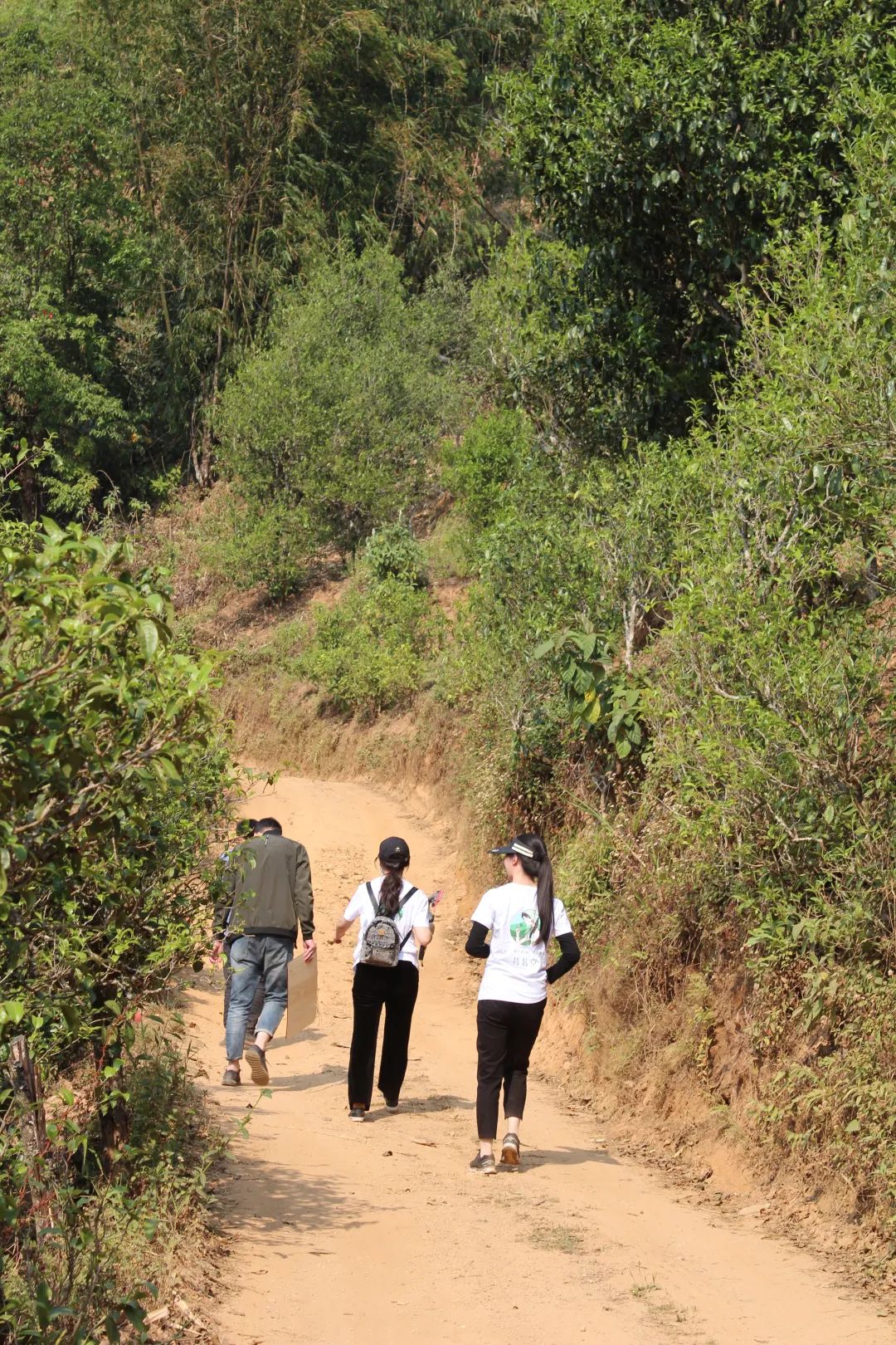网购茶叶怎么选购最好的呢,盘点网购茶叶的4个省钱小技巧