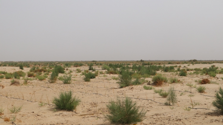 农二师哪个团有防沙治沙项目,一师十一团