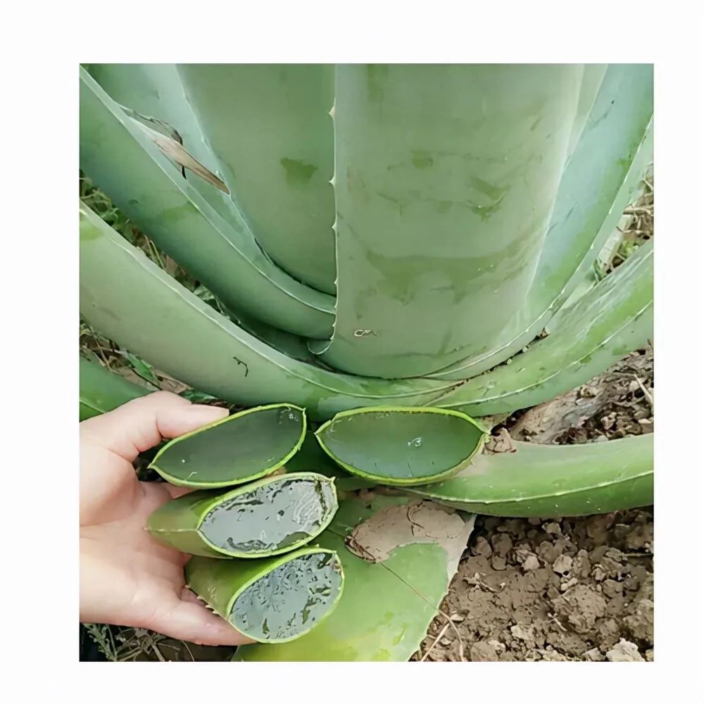 家里好养的绿植最新最流行的,家里好养的绿植推荐