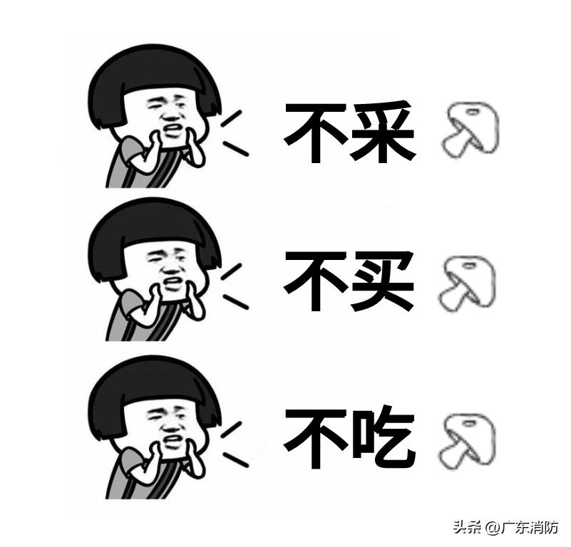 在深山老林捡菌子,夫妻深山捡菌子