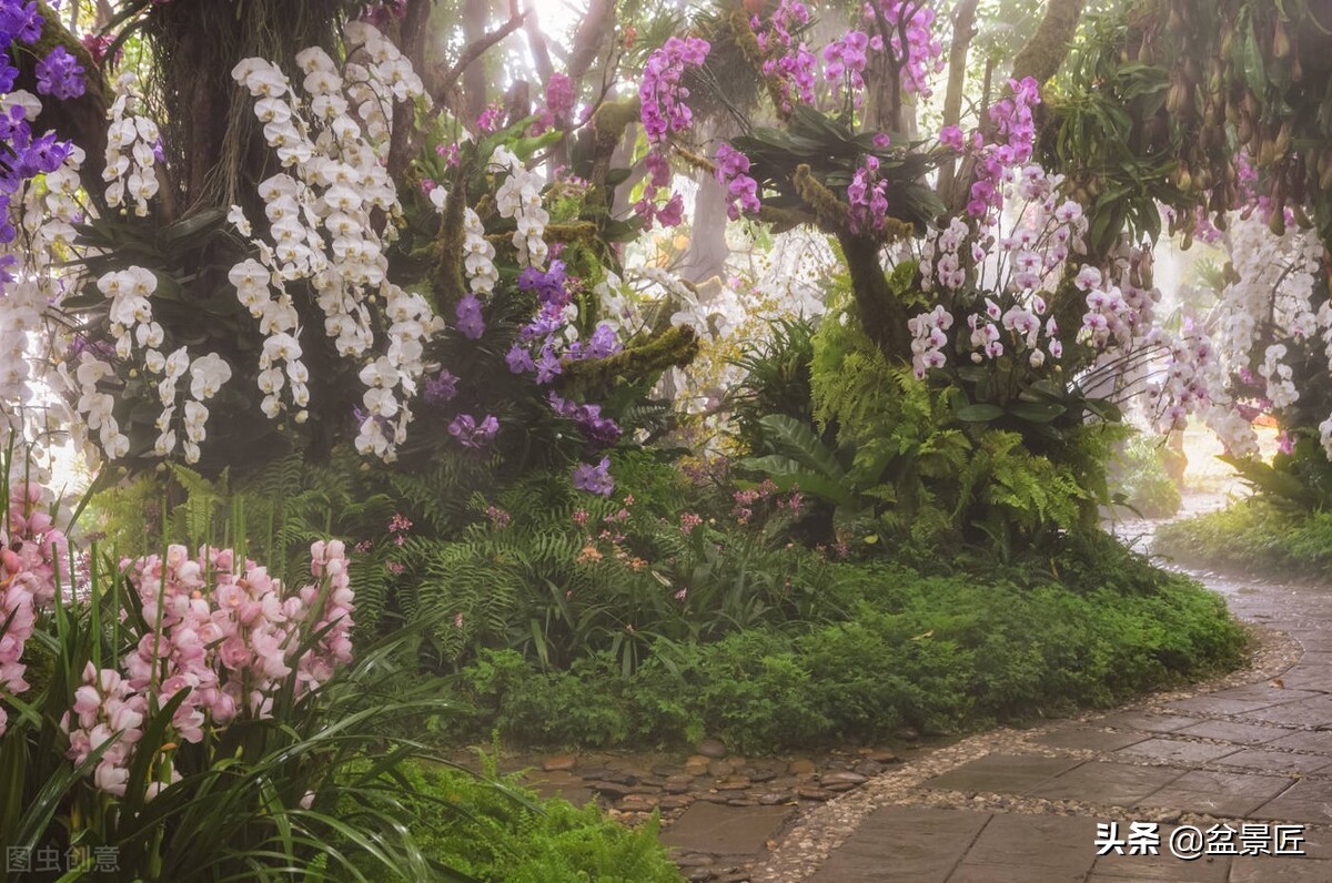 蝴蝶兰叶子发黄怎么办,蝴蝶兰叶子发黄是什么原因