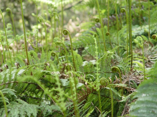 山里面的野生野菜,大山里的多种山野菜图片