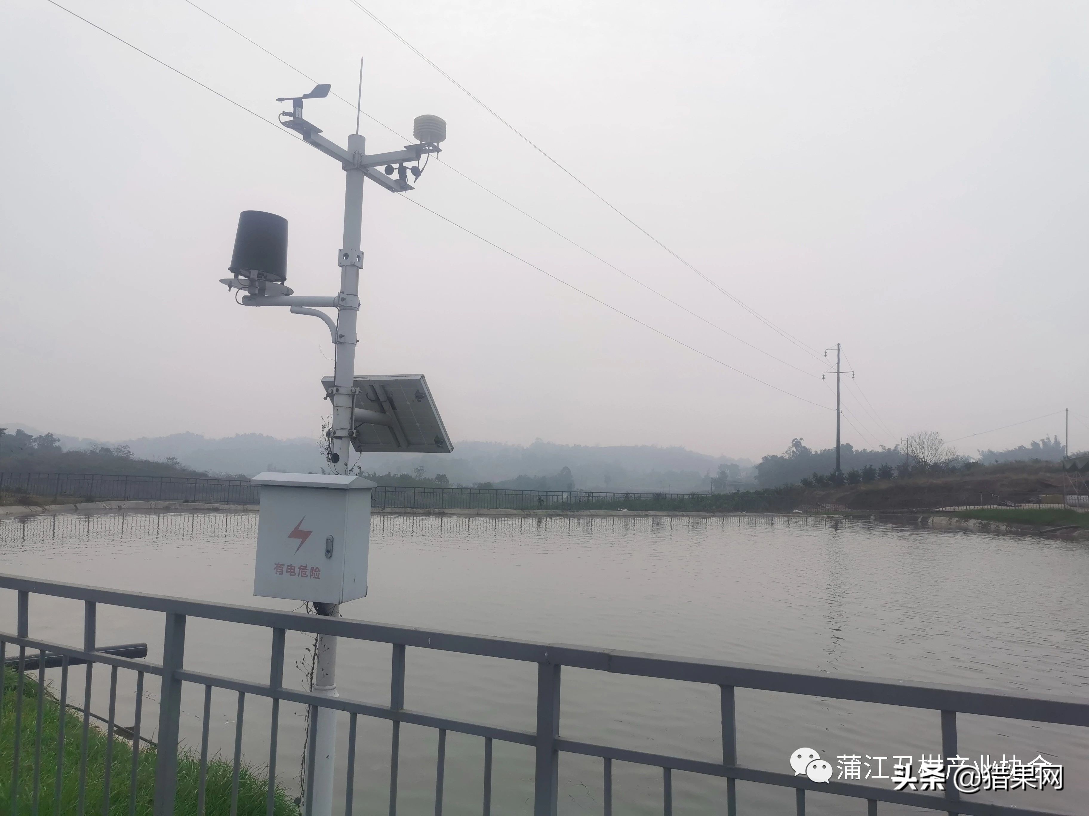 阳光一号柑橘裂果,阳光一号如何防治裂果