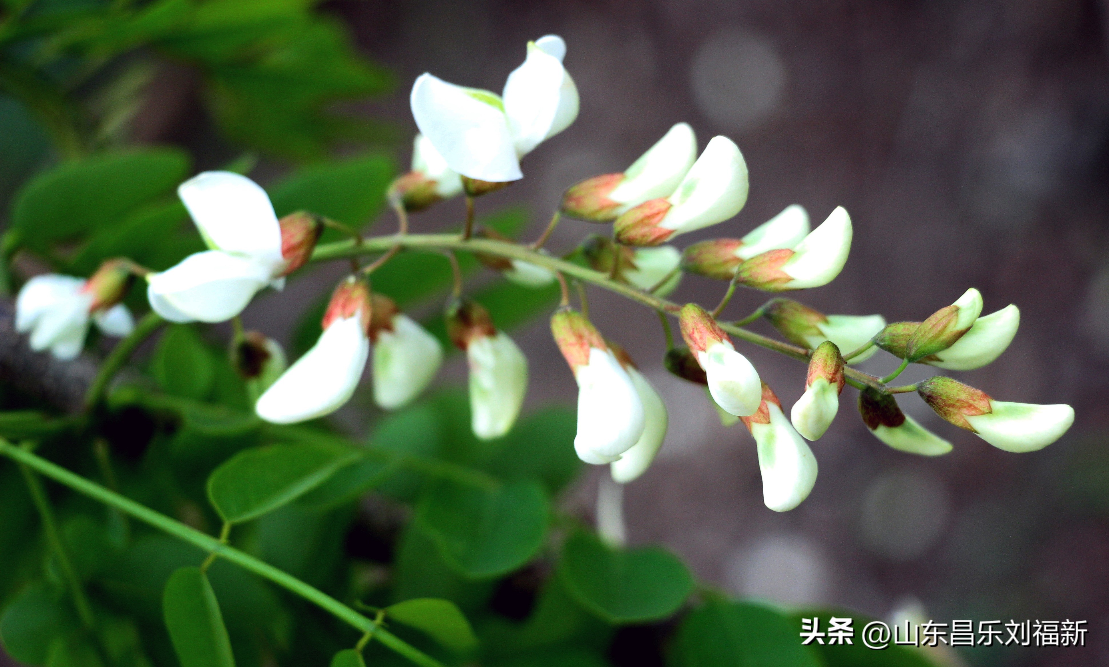 洋槐花·万马奔腾电器·鄌郚医院贴膏药