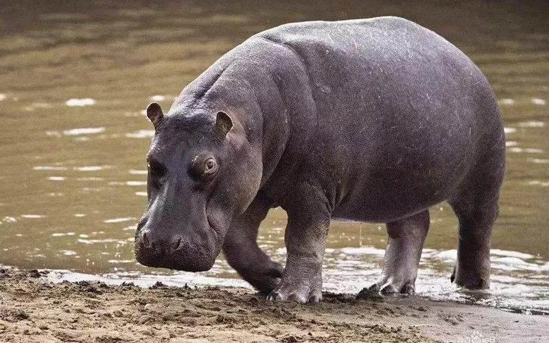 动物千姿百态,动物园的动物千姿百态