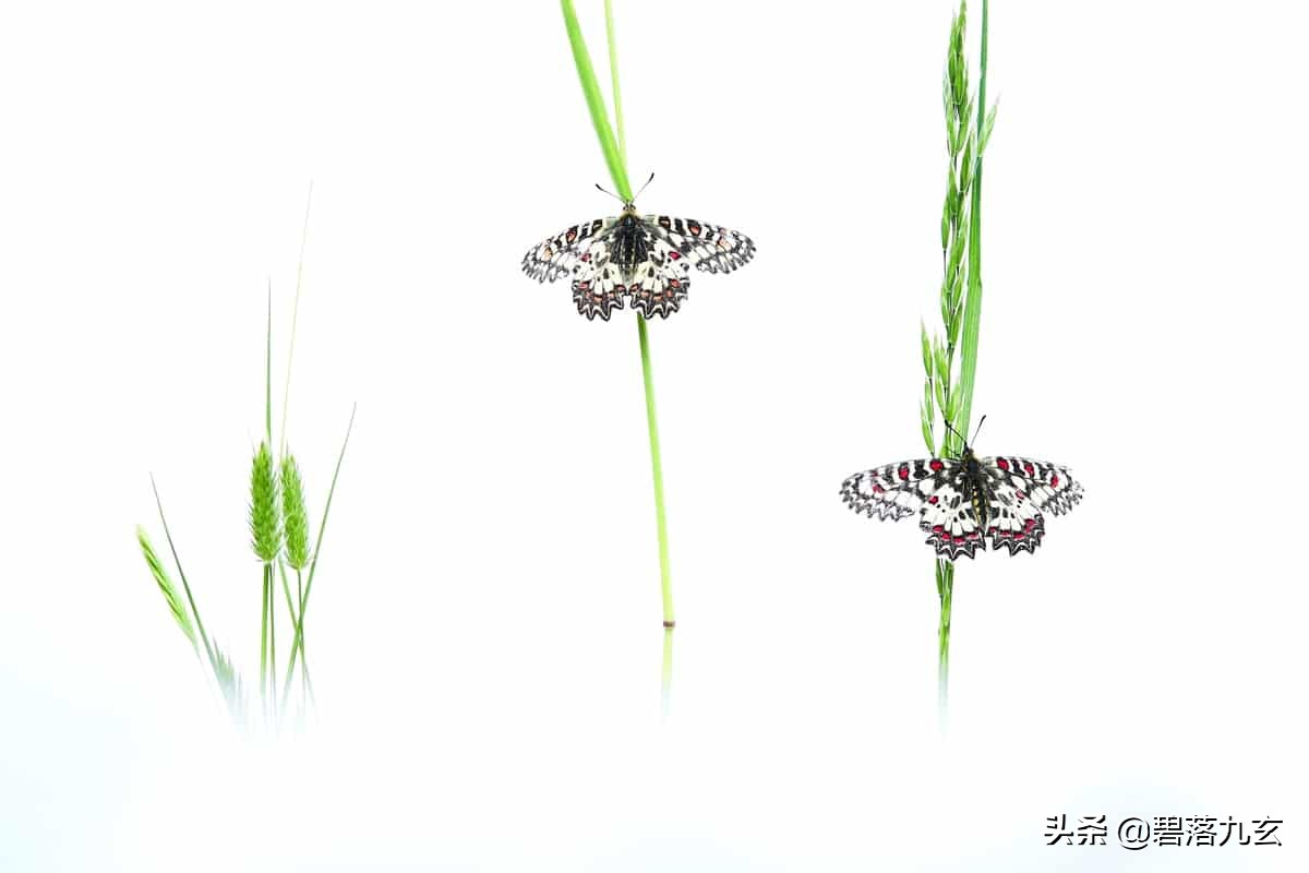 两只松鼠的爱：赢得2021年度特写摄影师挑战赛