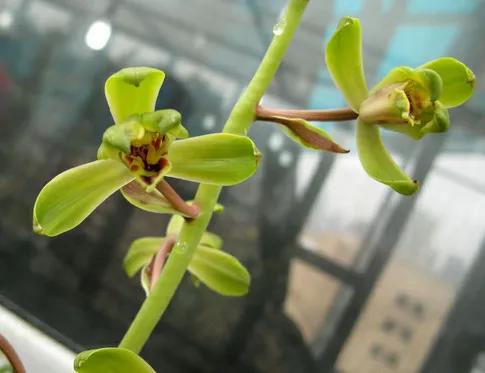 蕙兰老八种图片,蕙兰新八种图片高清