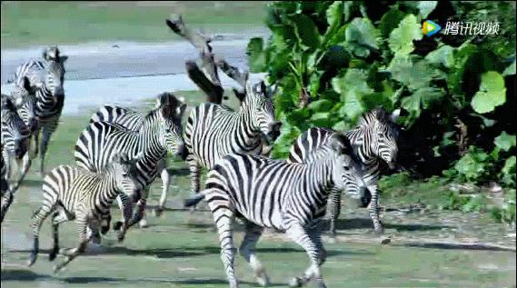 广州长隆动物世界两大两小一日游,广州长隆欢乐世界十一假期游玩