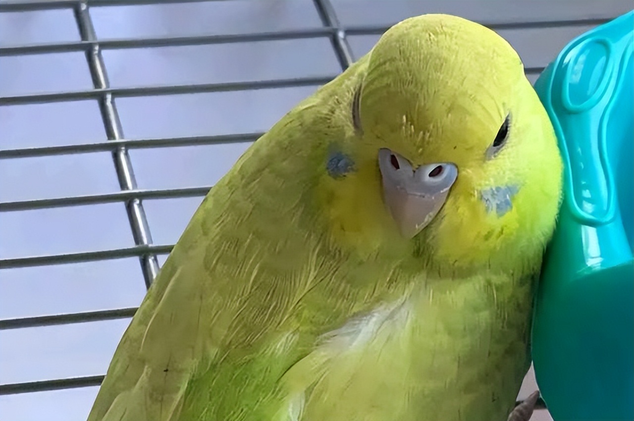 新手养鹦鹉基本常识,新手养鹦鹉的知识讲解