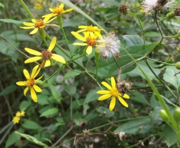 家有千里光全家不生疮,家有千里光一生不长疮的意思